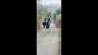 2 elephants enter NIT Rourkela campus, forest officials drive them away