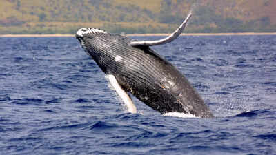 40-ton humpback whales travel 5,000 miles each year performing epic jumps and jaw-dropping shows