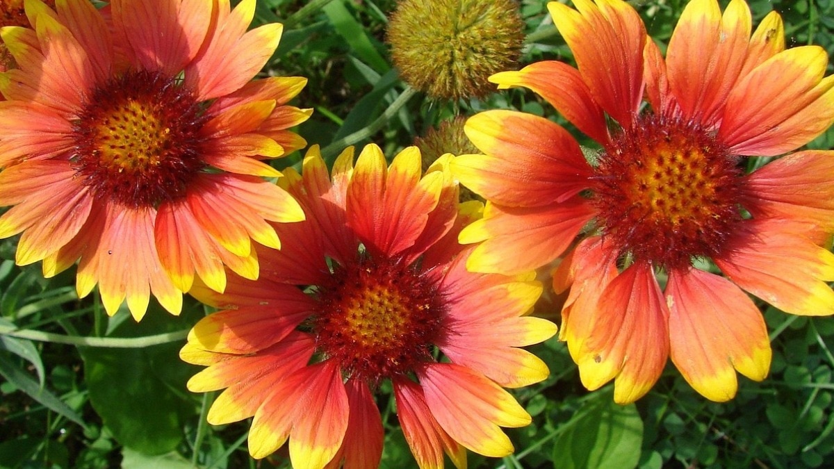 पूजा के लिए घर पर शानदार फूलों को उगाएं. (Photo: Pixabay)