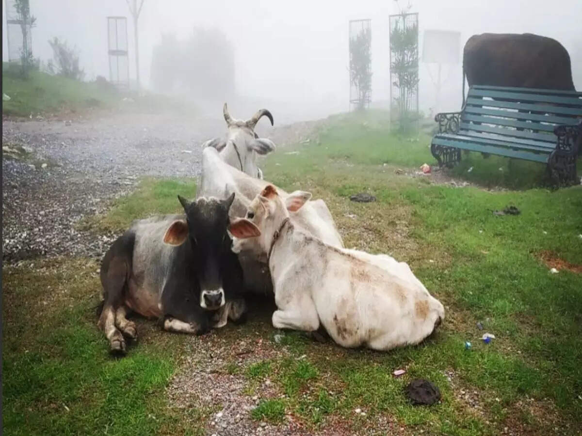 Priya Srivastava/TOI Cows