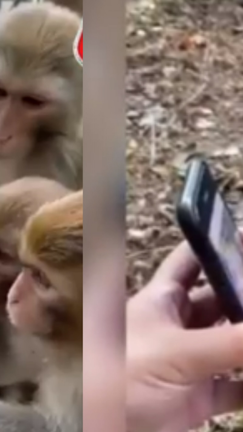 Viral video: क्या कभी आपने मोबाइल के शौकीन बंदर देखें हैं? 