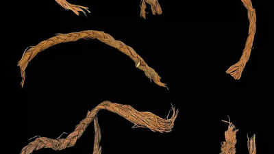 Source: ZME Science How did humans survive 12,000 years ago? These ancient needles found in Oregon hold the answer