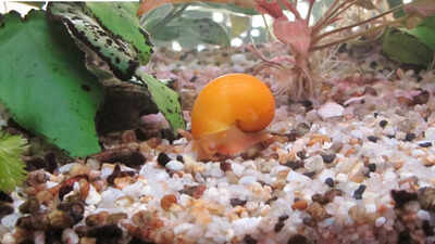 Meet the snail that can rebuild a complete eye from scratch in just 30 days