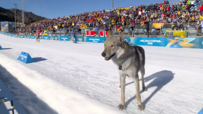 Sit, stay, run: Dog gatecrashes Olympic sprint, crosses finish line - watch