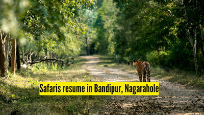 Karnataka: Safari operations resume in Bandipur, Nagarahole from today under tight guidelines