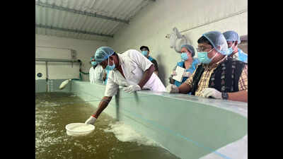 Shrimp seed producers hopeful of exports after US team visit
