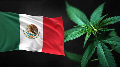 Why Mexico has become a major hub for the global drug trade