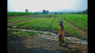 COs’ strike paralyses land-related work, deputy CM warns of action