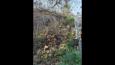Over 100 Bauhinia trees felled without permission in Hyd