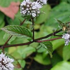 Peppermint 