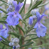 Rosemary