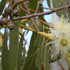 Eucalyptus 