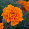 Marigold