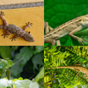 Say goodbye to lizards: 8 plants that keep your home pest-free