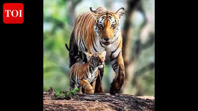 Illness or starvation suspected in VTR tigress death