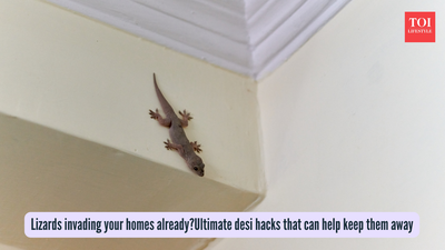 Lizards invading your homes already? Ultimate desi hacks that can help keep them away