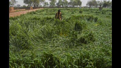 Buxar MP urges CM to aid farmers after crop damage