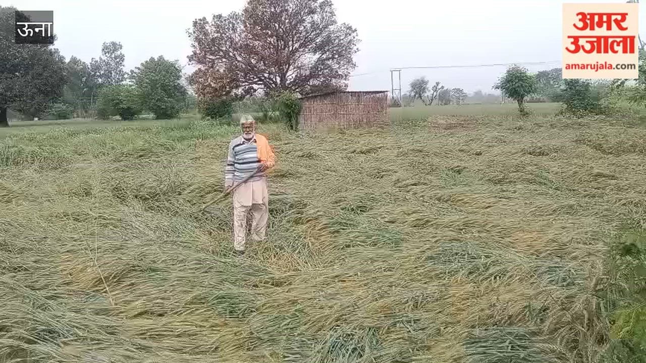 Una Wheat Crop Flattened by Strong Winds and Rain Farmers Worries Mount