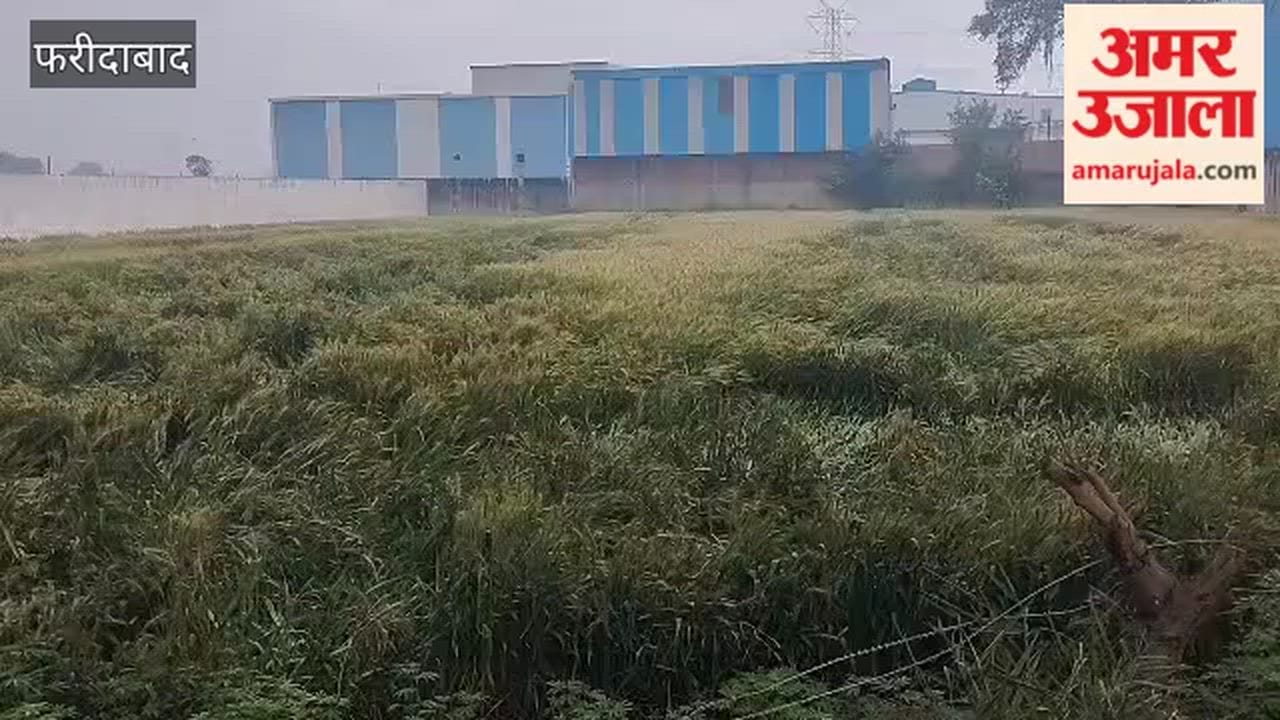 Farmer crops suffer significant damage due to rain and storms