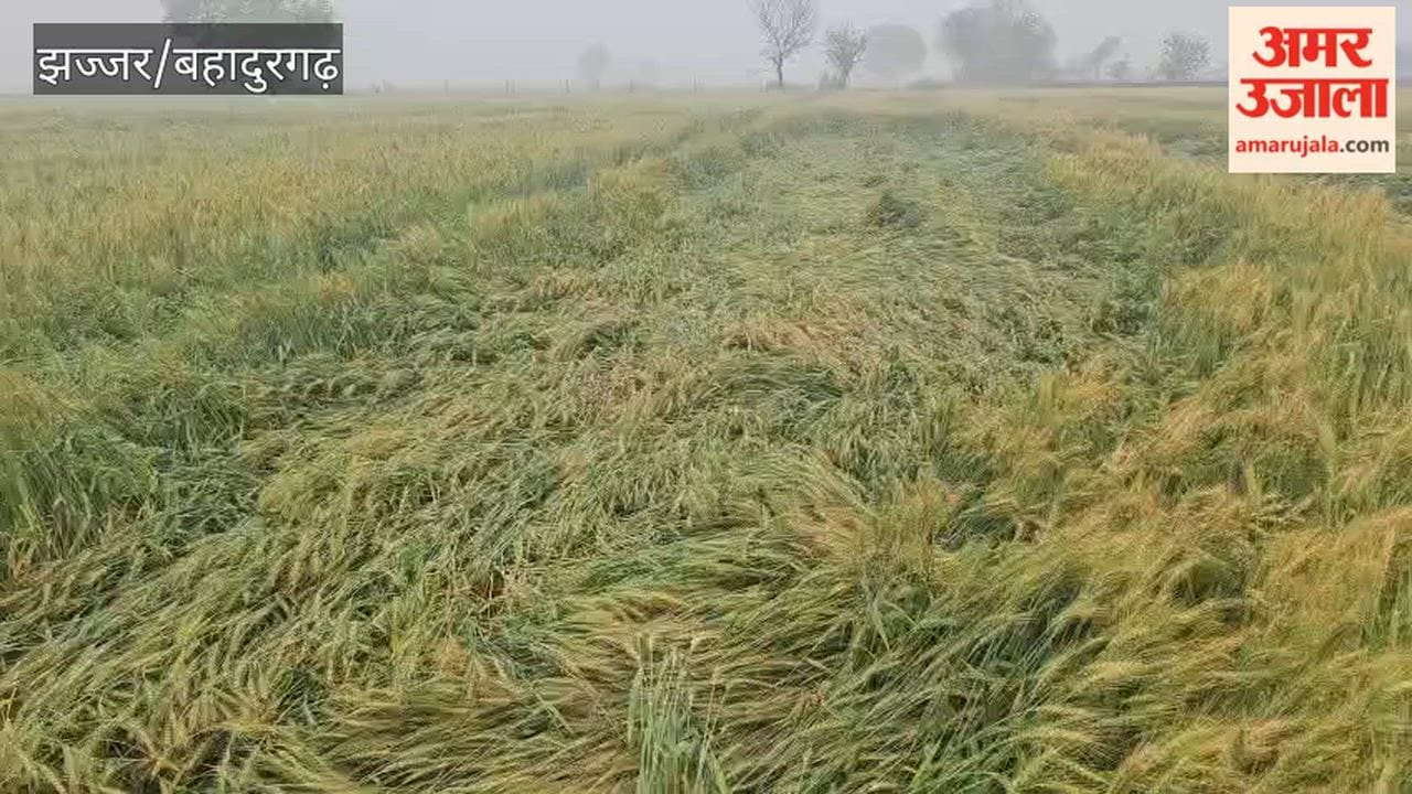 Rain and strong winds damage farmers crops