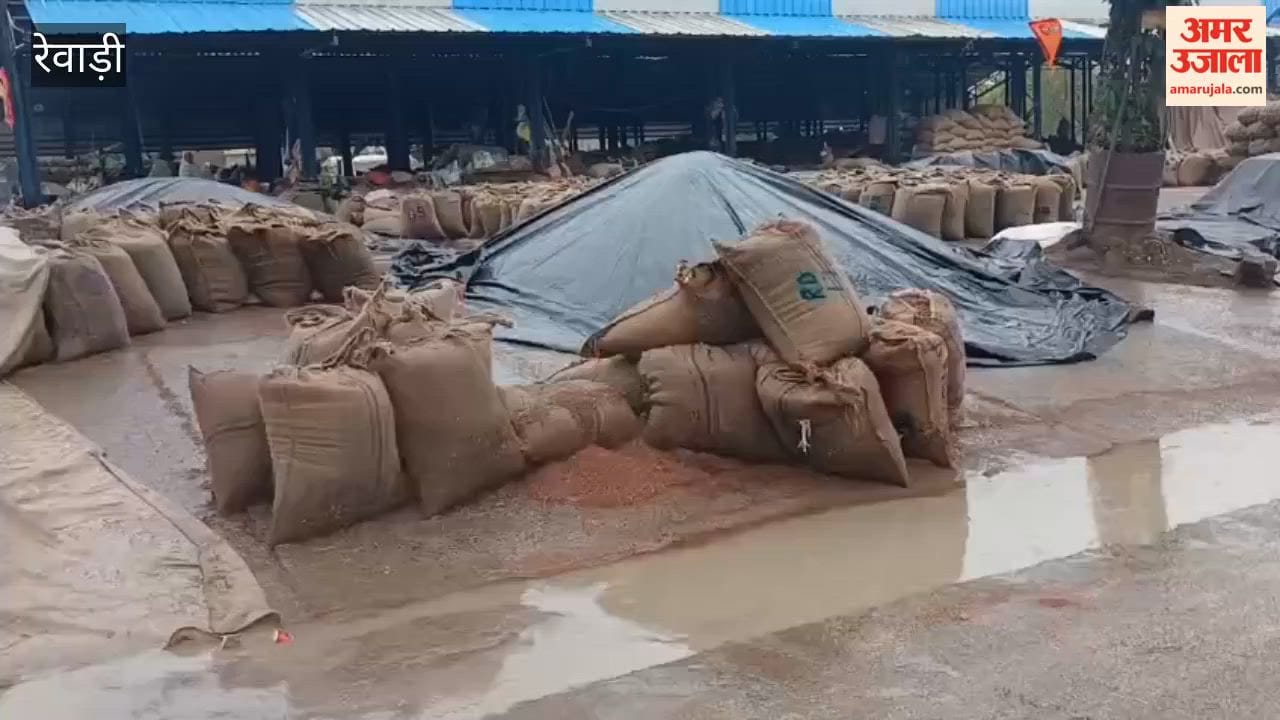 Mustard Crop Soaking in Rain in Rewari; Questions Raised Over Mandi Management