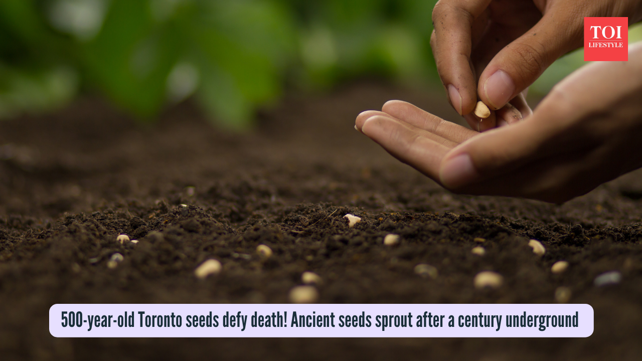 500-year-old Toronto seeds defy death! Ancient seeds sprout after a century underground