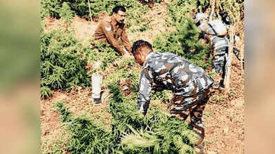 Telangana govt stops Rythu Bharosa payments to 57 farmers for growing ganja