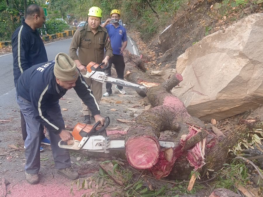 डोलमार-हल्द्वानी रोड पर एक विशाल पेड़ सड़क पर गिर गया। - Dainik Bhaskar