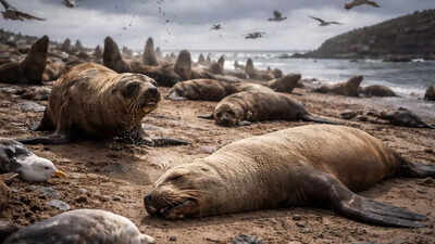 PC: AI-Generated Bird flu is no longer just for birds! It’s now killing seals and sea lions in a growing wildlife crisis