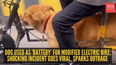 Dog used as ‘battery’ for modified electric bike; shocking incident goes viral, sparks outrage