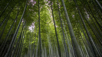 File photo (Picture credit: AFP) Brazil's new climate plan targets deforestation