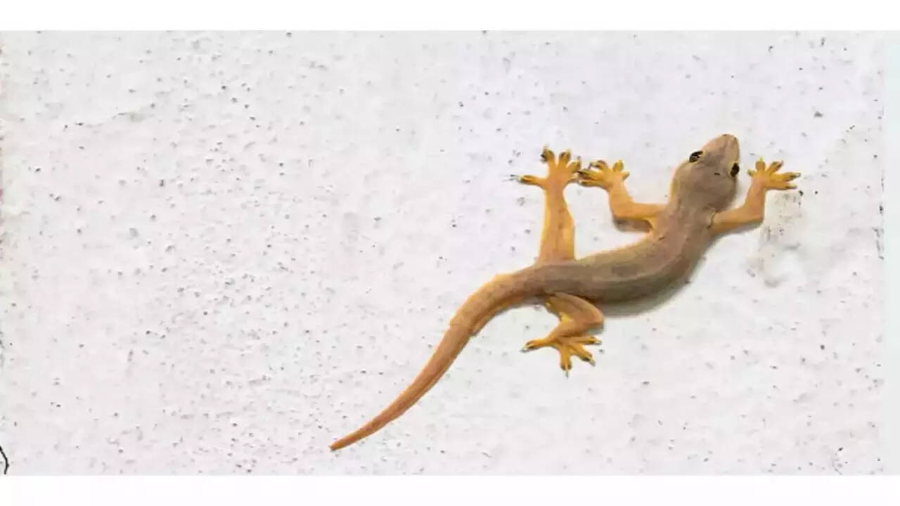 Home lizards - Representative Image Home lizards
