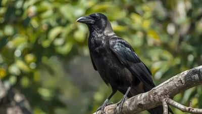 Why are crows associated with ancestors?