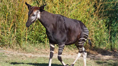 Meet the okapi: Africa’s mysterious animal with zebra legs and a giraffe’s DNA