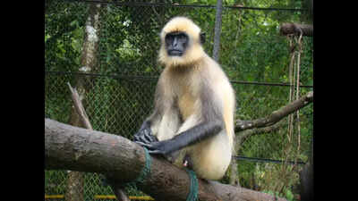 2 persons arrested for beating female langur to death