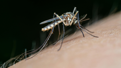 Scientists discover “rocket engines” inside malaria parasites: What are they and how do they work