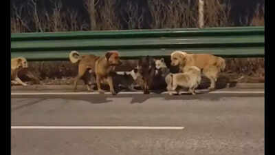 Seven stolen dogs escape moving truck in China, travel 17 km together to return to their owners