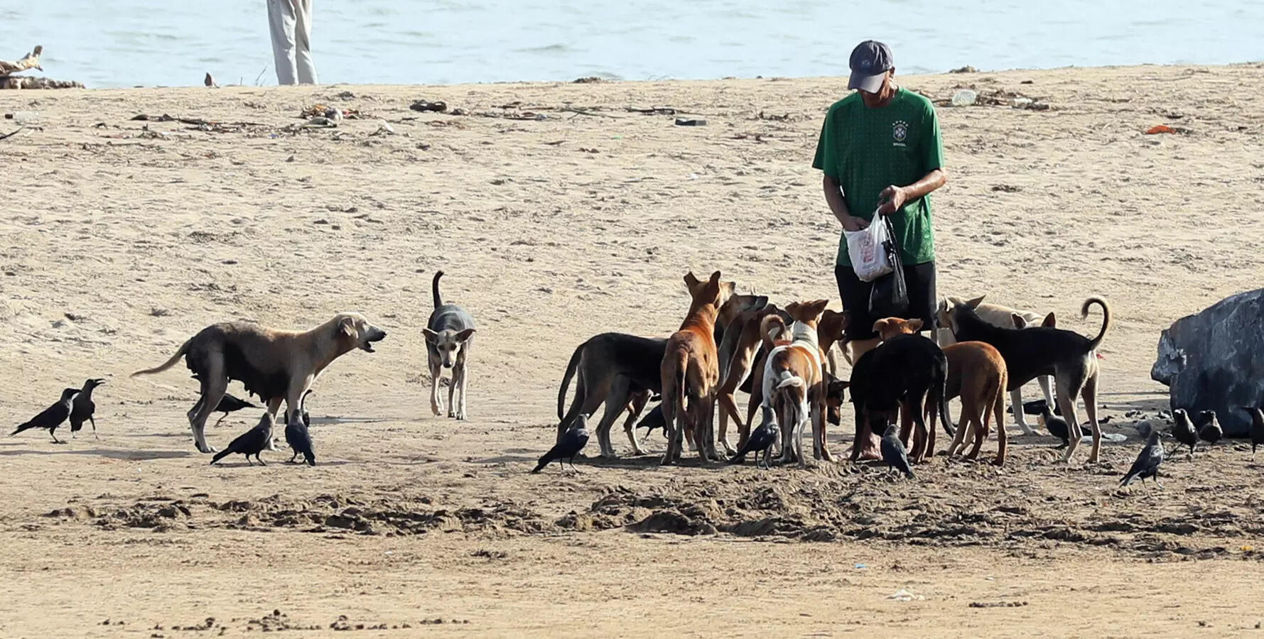 Stray dogs feeding at Miramar