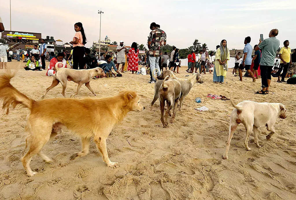 Stray dogs on beaches