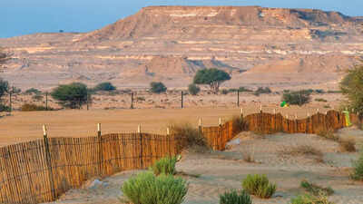 This country has almost no natural forests, and the reason might surprise you