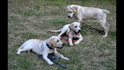 Unidentified man tries to encroach upon National Police Dog Training Centre
