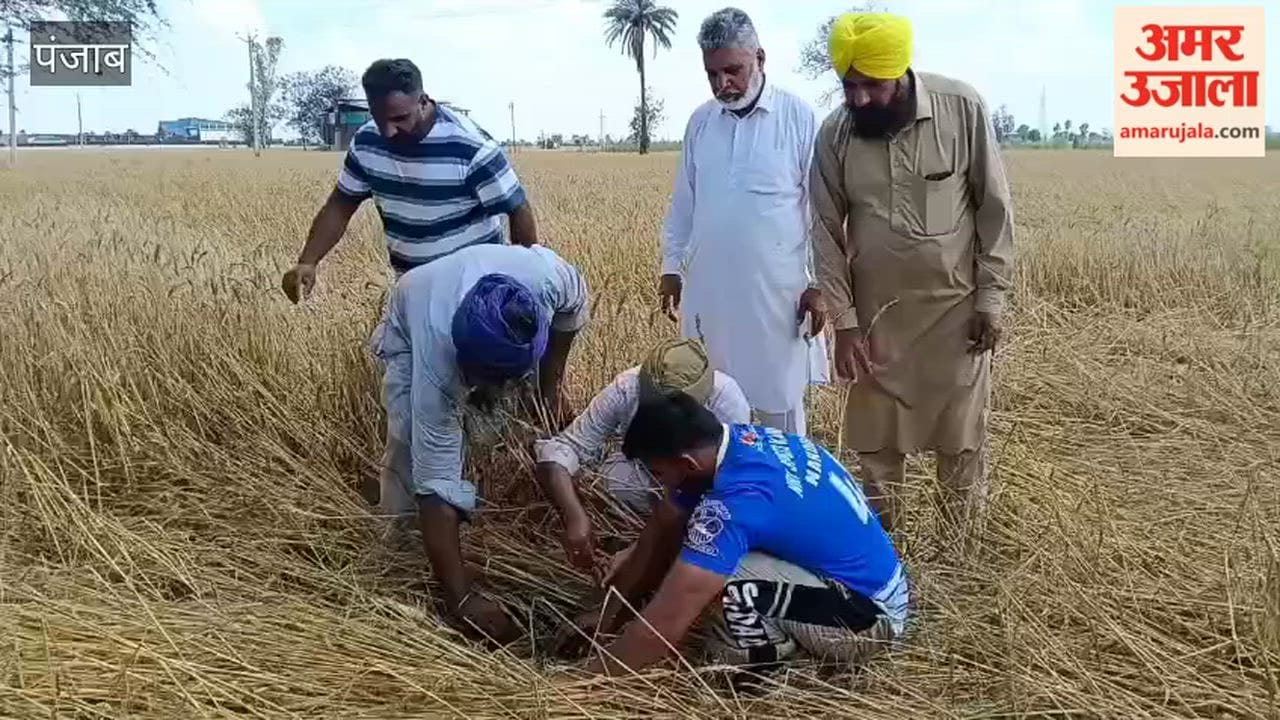 1,100 acres of wheat crop destroyed by rain and hailstorm in Kandiyal, Moga.