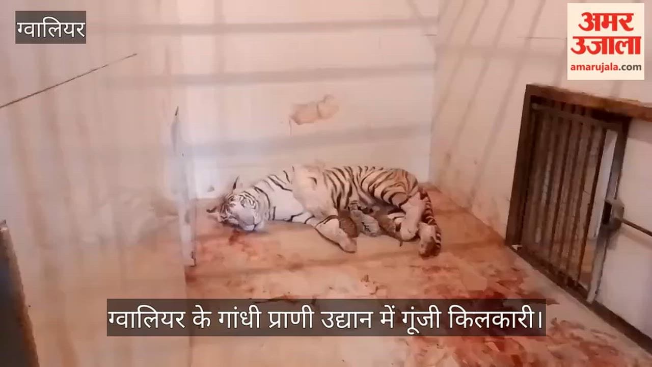 Good news from Gandhi Zoological Park, female white tiger Meera gave birth to three cubs.