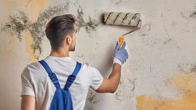 Why Disguising Mould With A Fresh Coat Of Paint Is Making Your Home Toxic Surprising danger of painting over mould: Wellness experts warn covering up damp patches creates invisible health hazard